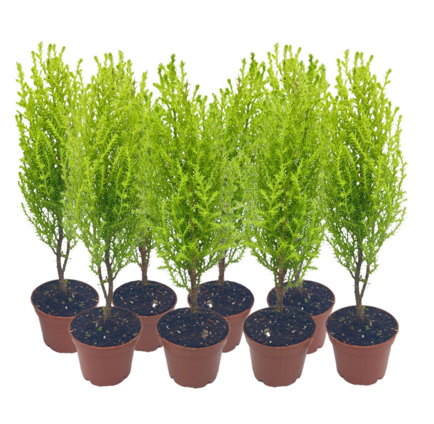 8-PK Live Dwarf Lemon Cypress, Cupressus macrocarpa ‘Goldcrest Wilma,’ Live Indoor Tree, Houseplant, Garden Plant, Fragrant Plant, 2.5-inch Pot(s)