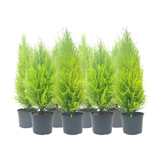 8-PK Live Dwarf Lemon Cypress, Cupressus macrocarpa ‘Goldcrest Wilma,’ Live Indoor Tree, Houseplant, Garden Plant, Fragrant Plant, 6.0-in Pot(s)