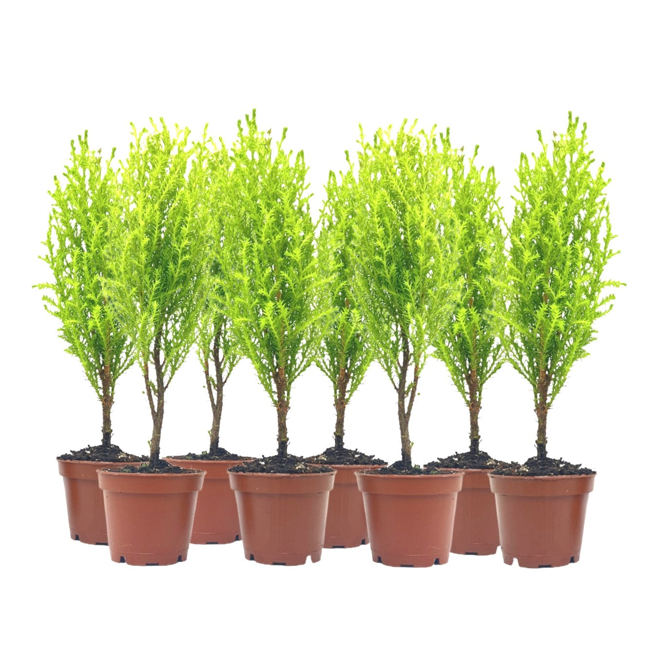 8-PK Live Dwarf Lemon Cypress, Cupressus macrocarpa ‘Goldcrest Wilma,’ Live Indoor Tree, Houseplant, Garden Plant, Fragrant Plant, 2.5-inch Pot(s)