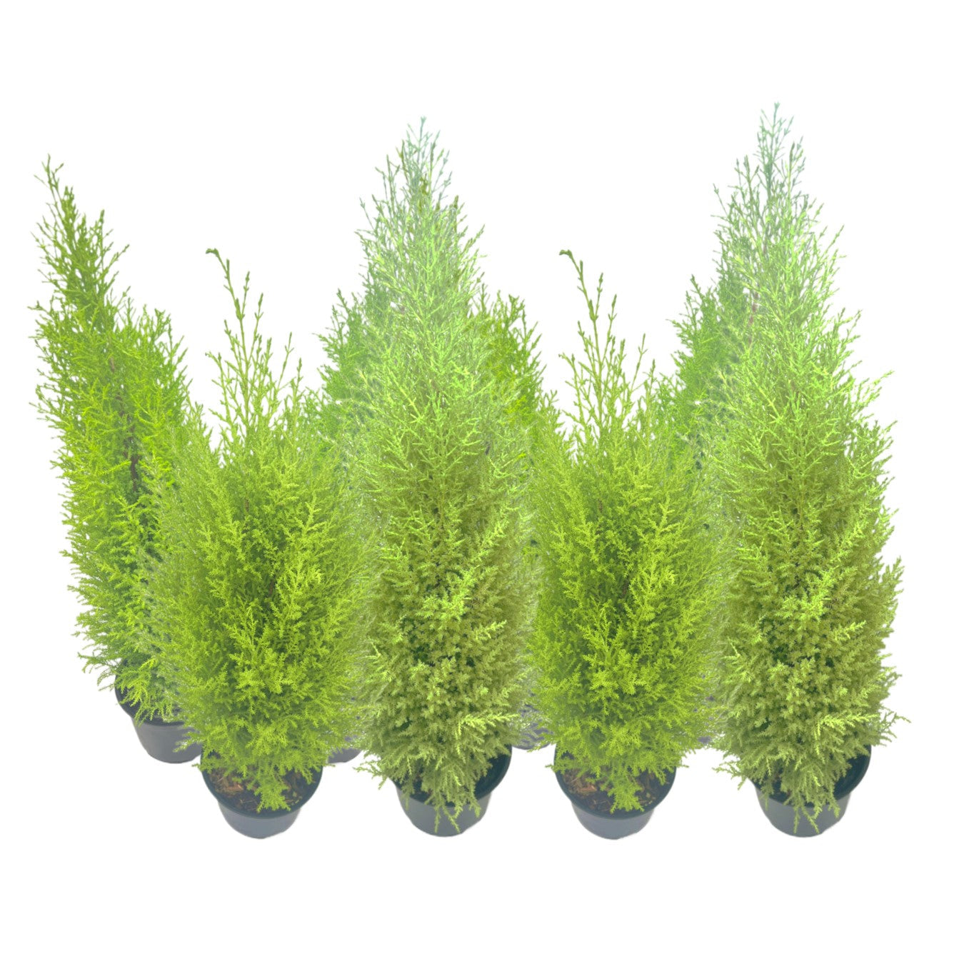 8-PK Live Dwarf Lemon Cypress, Cupressus macrocarpa ‘Goldcrest Wilma,’ Live Indoor Tree, Houseplant, Garden Plant, Fragrant Plant, 6.0-in Pot(s)