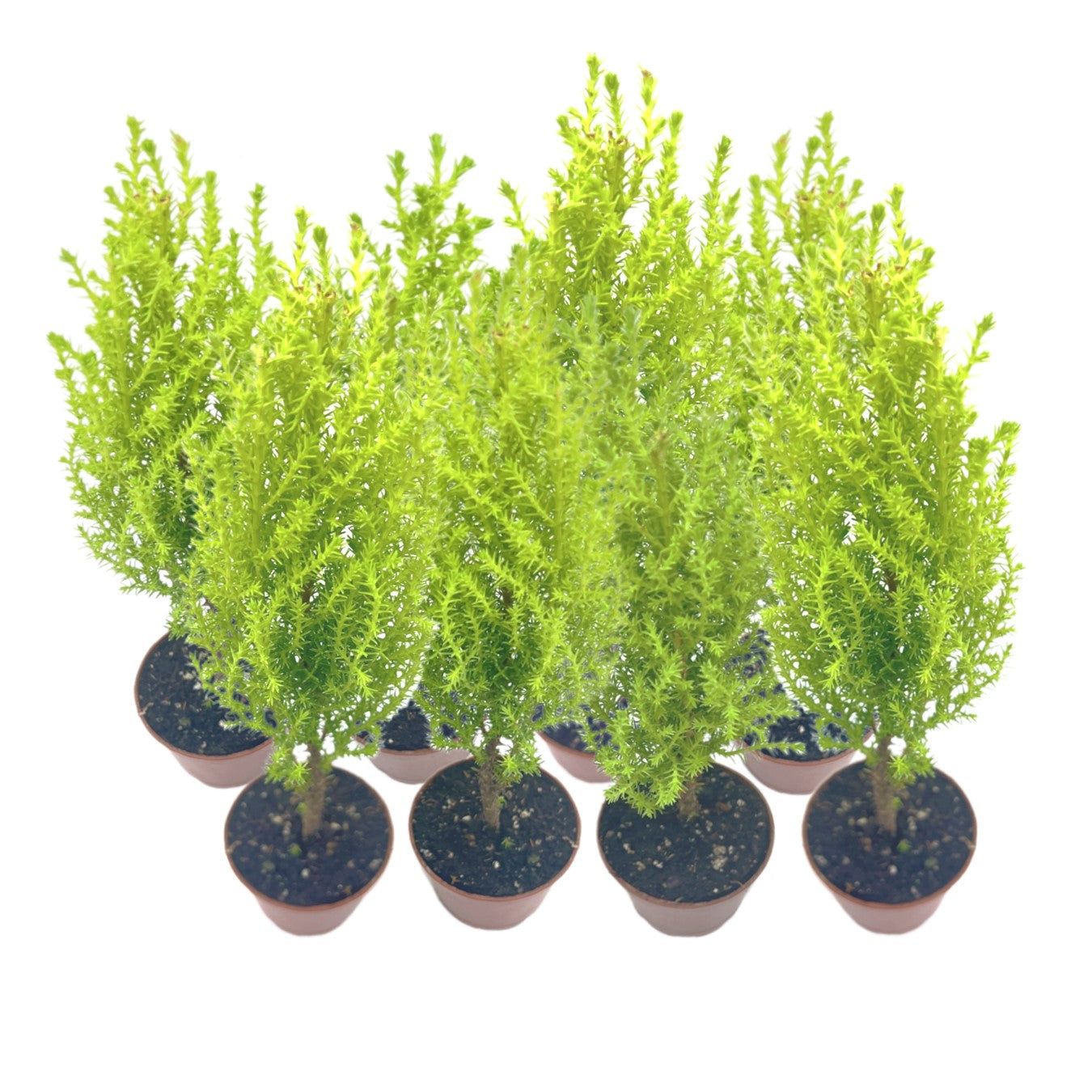 8-PK Live Dwarf Lemon Cypress, Cupressus macrocarpa ‘Goldcrest Wilma,’ Live Indoor Tree, Houseplant, Garden Plant, Fragrant Plant, 2.5-inch Pot(s)