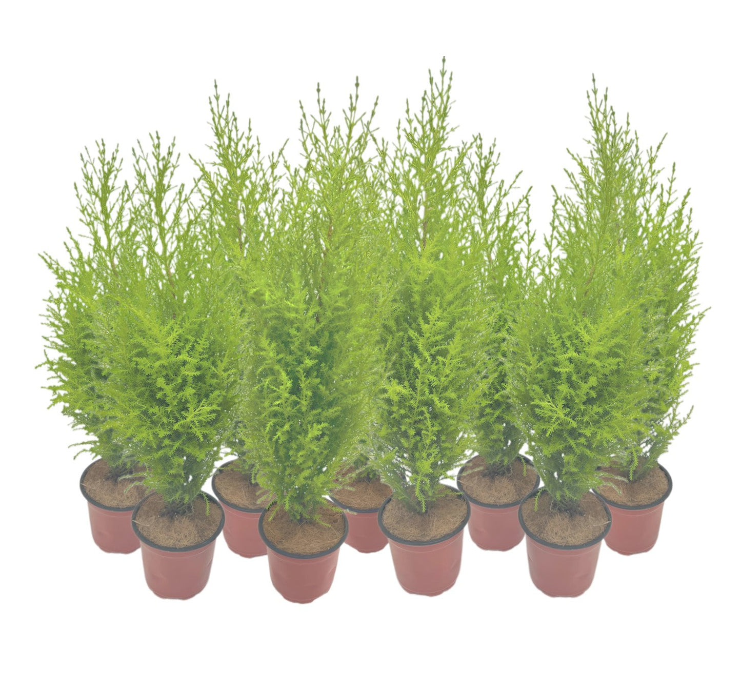 9-PK Live Dwarf Lemon Cypress, Cupressus macrocarpa ‘Goldcrest Wilma,’ Live Indoor Tree, Houseplant, Garden Plant, Fragrant Plant, 4.5-in Pot(s)
