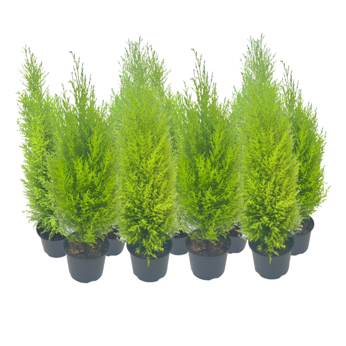9-PK Live Dwarf Lemon Cypress, Cupressus macrocarpa ‘Goldcrest Wilma,’ Live Indoor Tree, Houseplant, Garden Plant, Fragrant Plant, 6.0-in Pot(s)