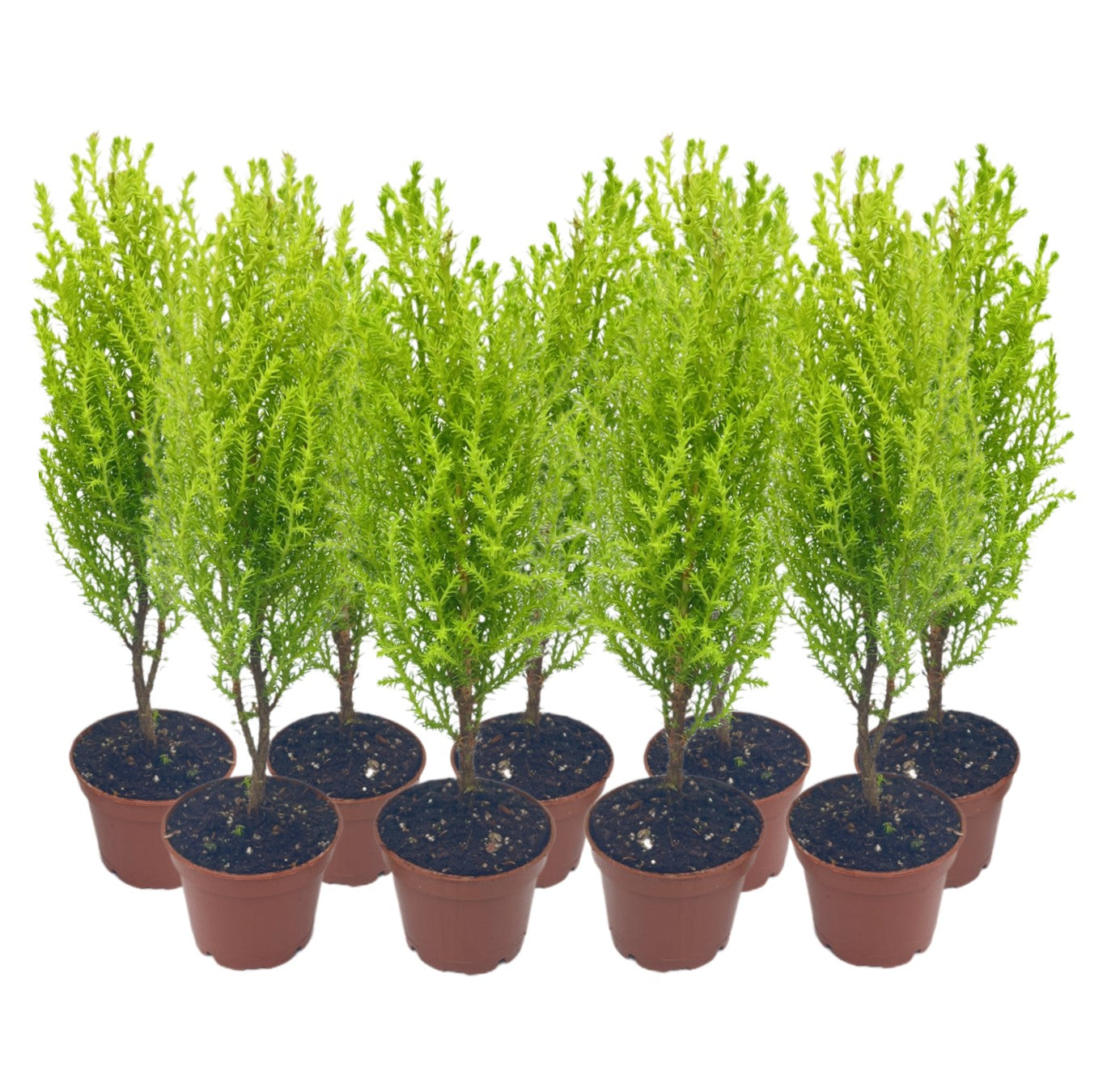 9-PK Live Dwarf Lemon Cypress, Cupressus macrocarpa ‘Goldcrest Wilma,’ Live Indoor Tree, Houseplant, Garden Plant, Fragrant Plant, 2.5-inch Pot(s)