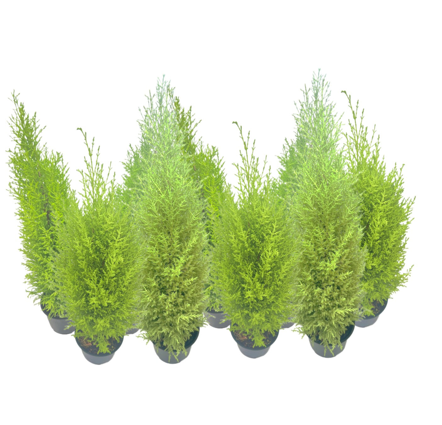 9-PK Live Dwarf Lemon Cypress, Cupressus macrocarpa ‘Goldcrest Wilma,’ Live Indoor Tree, Houseplant, Garden Plant, Fragrant Plant, 6.0-in Pot(s)
