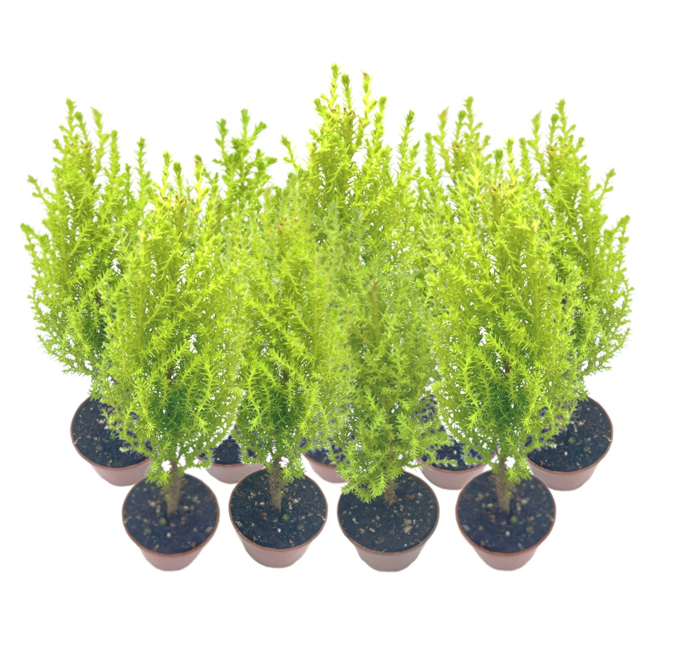 9-PK Live Dwarf Lemon Cypress, Cupressus macrocarpa ‘Goldcrest Wilma,’ Live Indoor Tree, Houseplant, Garden Plant, Fragrant Plant, 2.5-inch Pot(s)