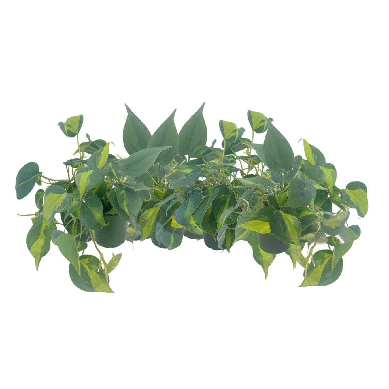 9-PK Philodendron Brasil, Philodendron hederaceum 'Brasil', Air Purifying Indoor Plant, Low Light Houseplant, Trailing Vine Plant, Easy Care Plant, 4" Pot(s)