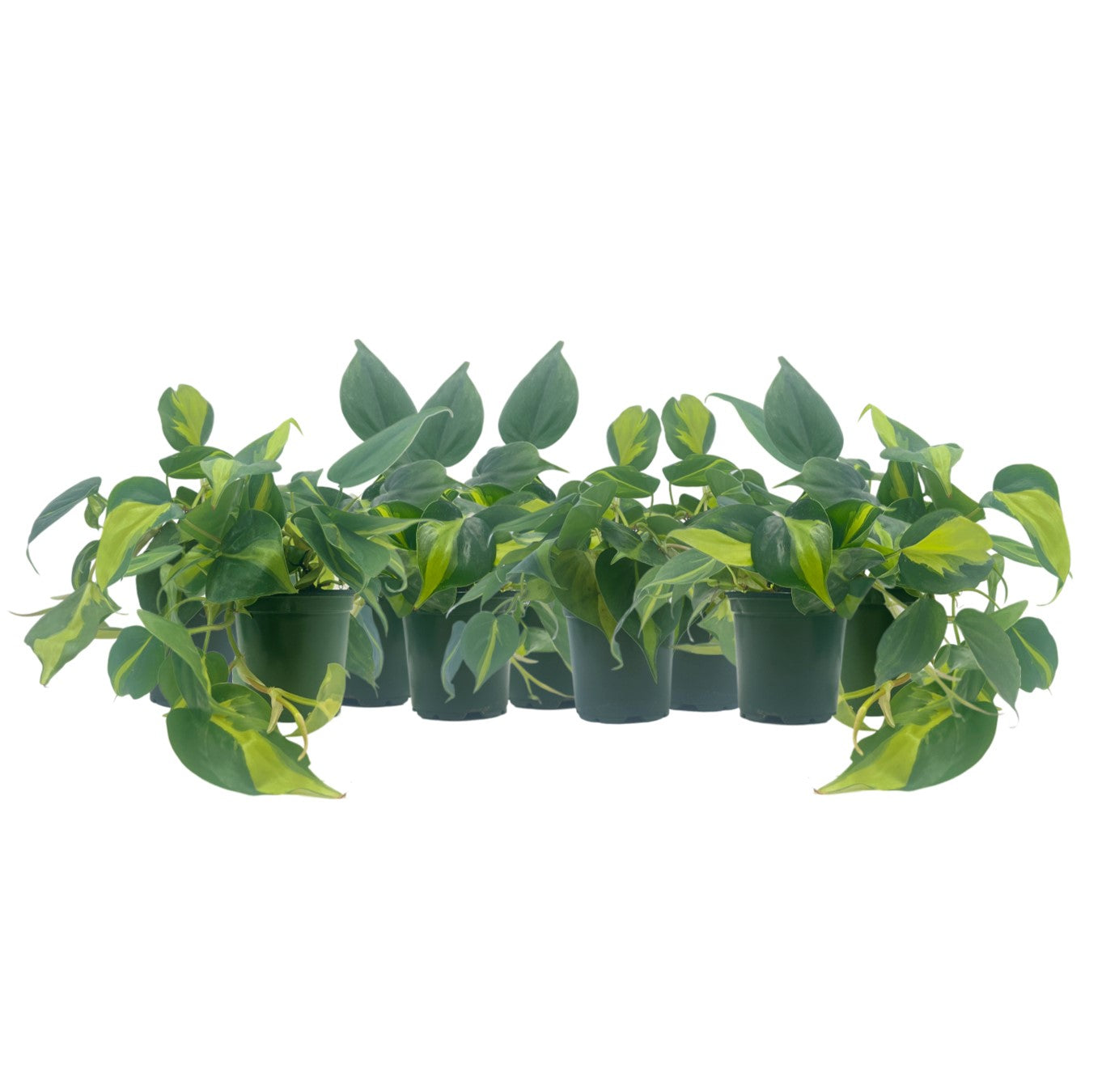 9-PK Philodendron Brasil, Philodendron hederaceum 'Brasil', Air Purifying Indoor Plant, Low Light Houseplant, Trailing Vine Plant, Easy Care Plant, 4" Pot(s)