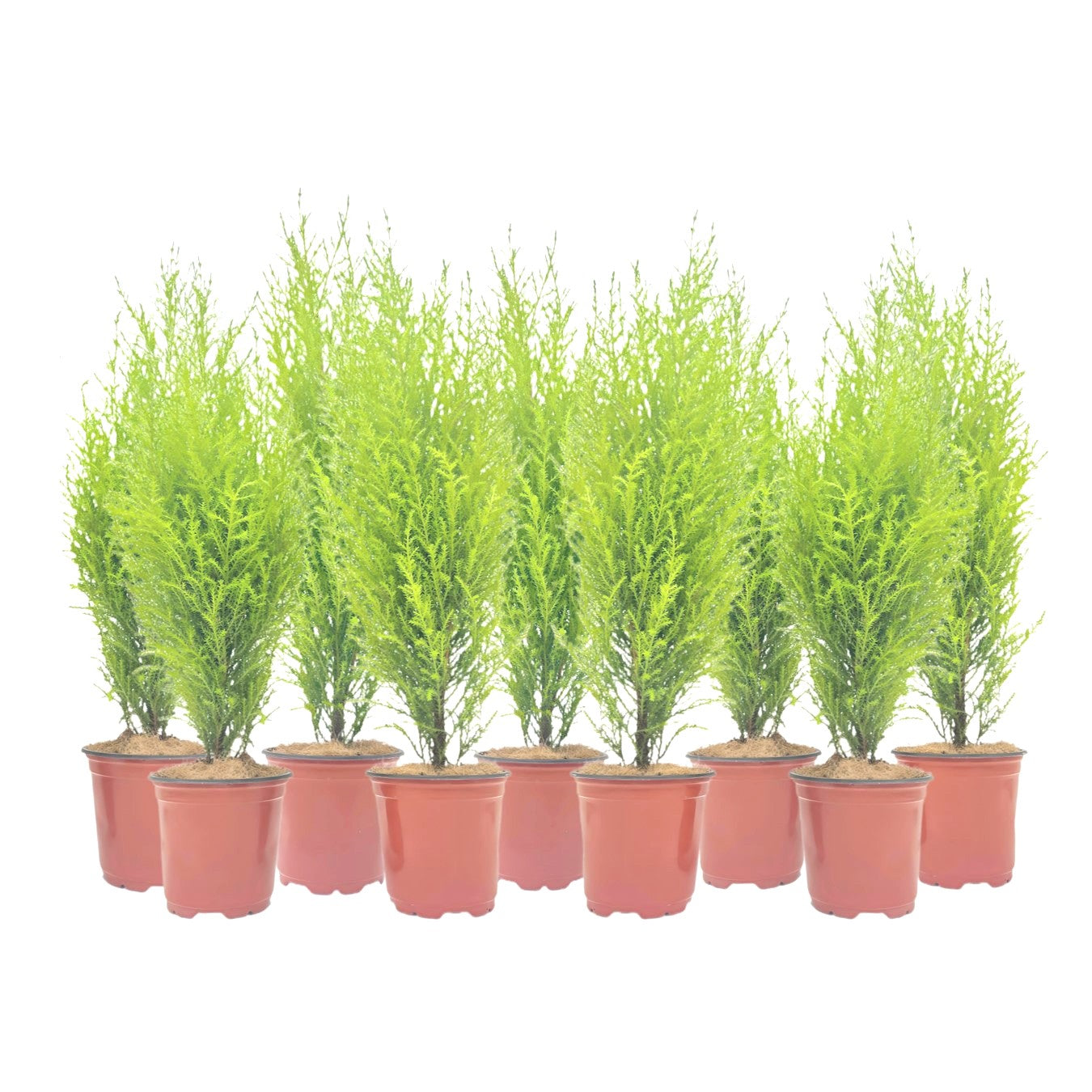 9-PK Live Dwarf Lemon Cypress, Cupressus macrocarpa ‘Goldcrest Wilma,’ Live Indoor Tree, Houseplant, Garden Plant, Fragrant Plant, 4.5-in Pot(s)