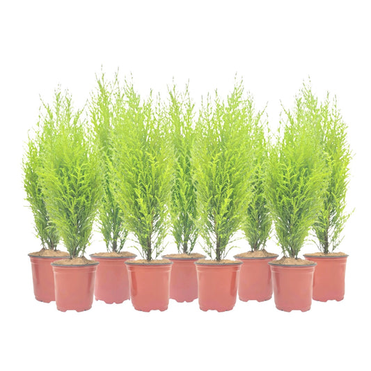 9-PK Live Dwarf Lemon Cypress, Cupressus macrocarpa ‘Goldcrest Wilma,’ Live Indoor Tree, Houseplant, Garden Plant, Fragrant Plant, 4.5-in Pot(s)