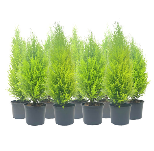 9-PK Live Dwarf Lemon Cypress, Cupressus macrocarpa ‘Goldcrest Wilma,’ Live Indoor Tree, Houseplant, Garden Plant, Fragrant Plant, 6.0-in Pot(s)
