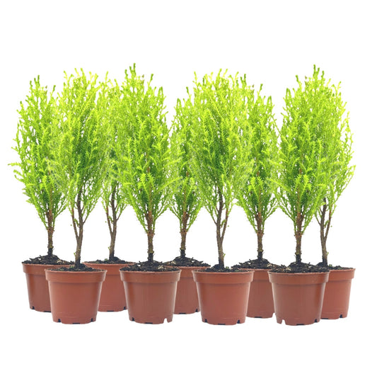 9-PK Live Dwarf Lemon Cypress, Cupressus macrocarpa ‘Goldcrest Wilma,’ Live Indoor Tree, Houseplant, Garden Plant, Fragrant Plant, 2.5-inch Pot(s)