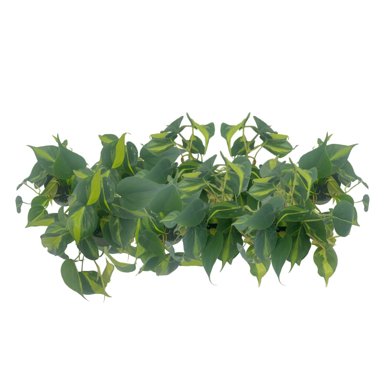 9-PK Philodendron Brasil, Philodendron hederaceum 'Brasil', Air Purifying Indoor Plant, Low Light Houseplant, Trailing Vine Plant, Easy Care Plant, 4" Pot(s)