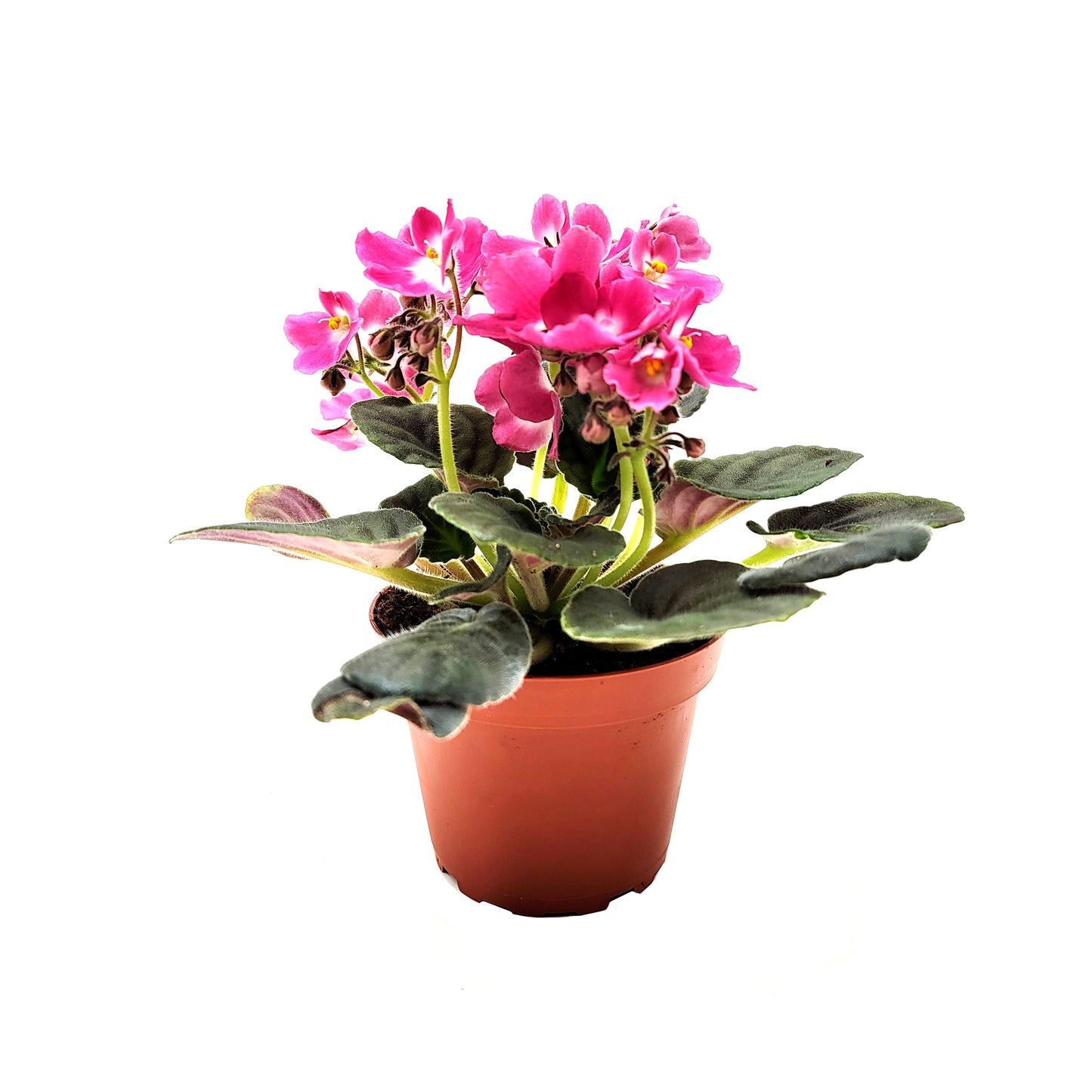 African Violet with Flowers of Pink Petals and White Centers, Saintpaulia ionantha - 4" Pot + FREE HEATPACK