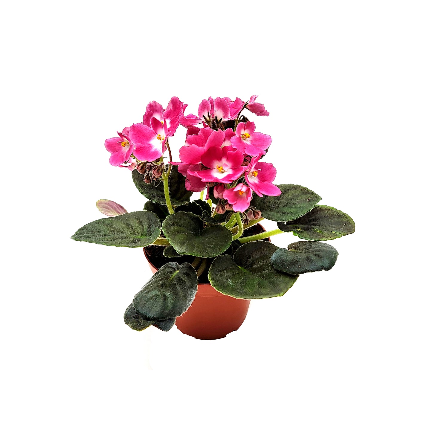 African Violet with Flowers of Pink Petals and White Centers, Saintpaulia ionantha - 4" Pot + FREE HEATPACK