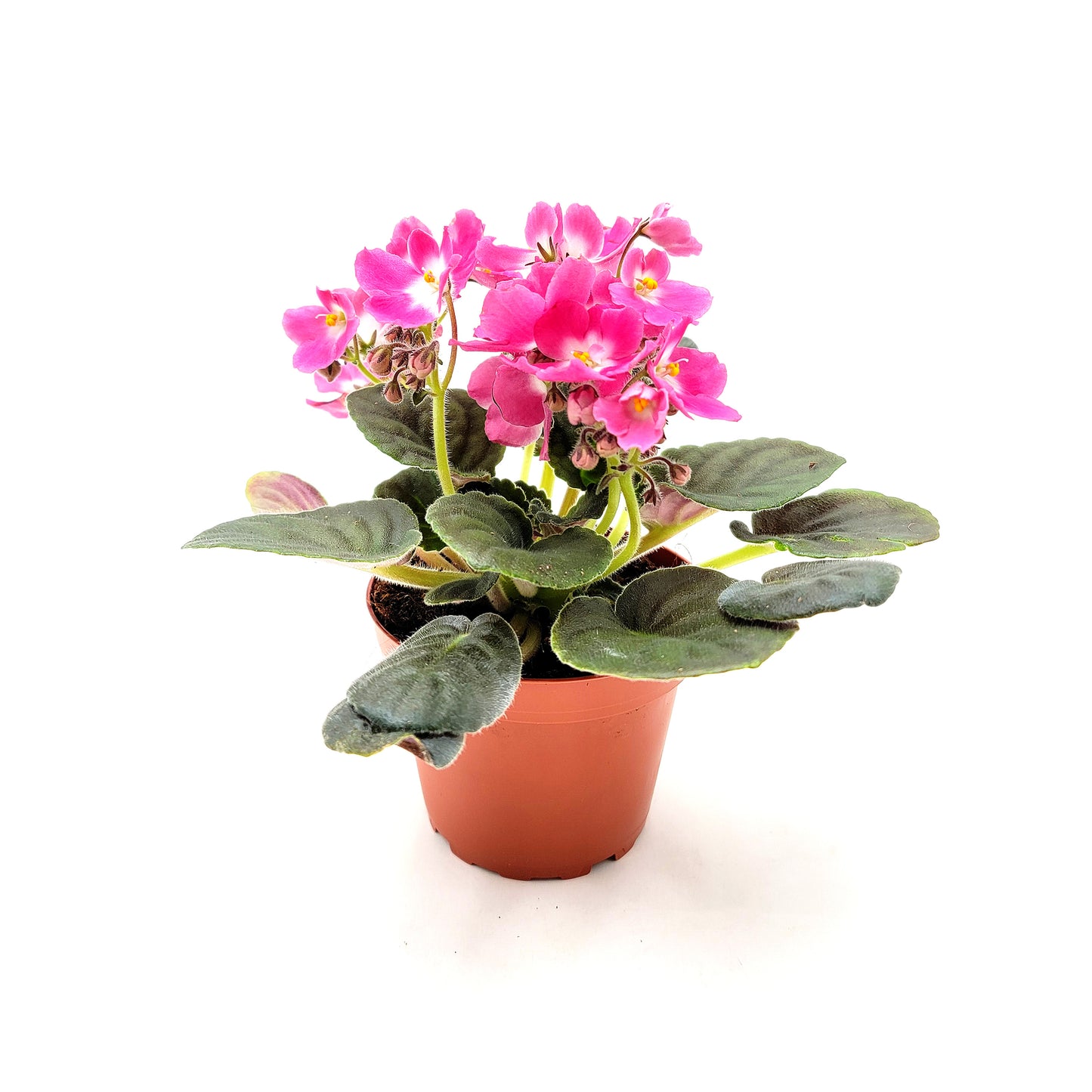 African Violet with Flowers of Pink Petals and White Centers, Saintpaulia ionantha - 4" Pot + FREE HEATPACK