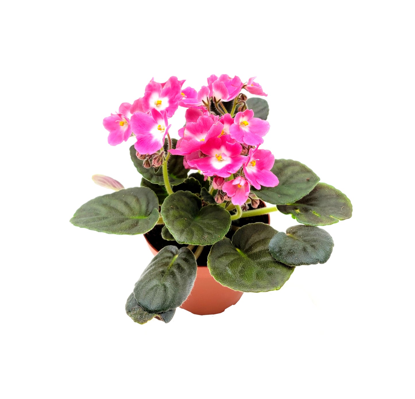 African Violet with Flowers of Pink Petals and White Centers, Saintpaulia ionantha - 4" Pot + FREE HEATPACK
