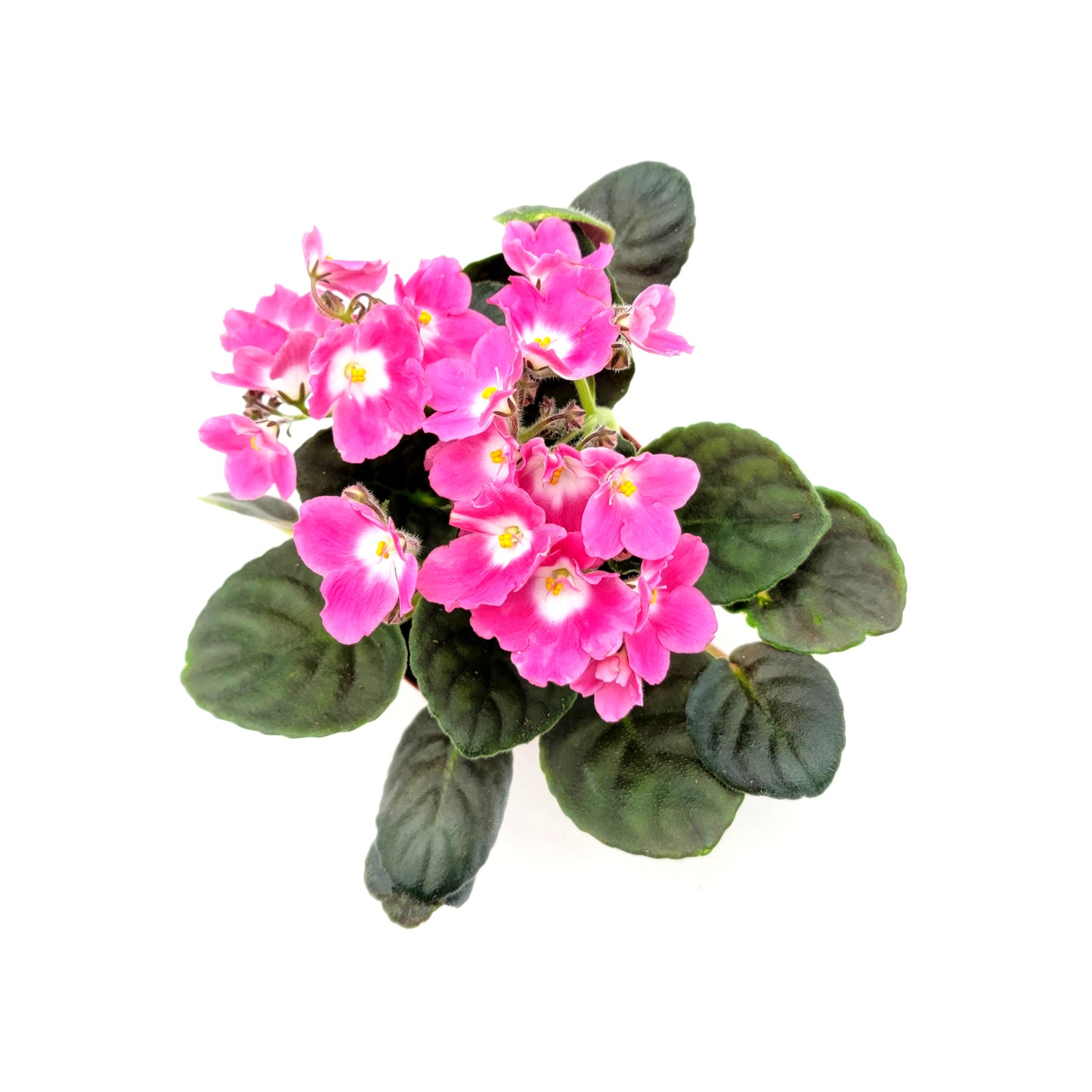 African Violet with Flowers of Pink Petals and White Centers, Saintpaulia ionantha - 4" Pot + FREE HEATPACK
