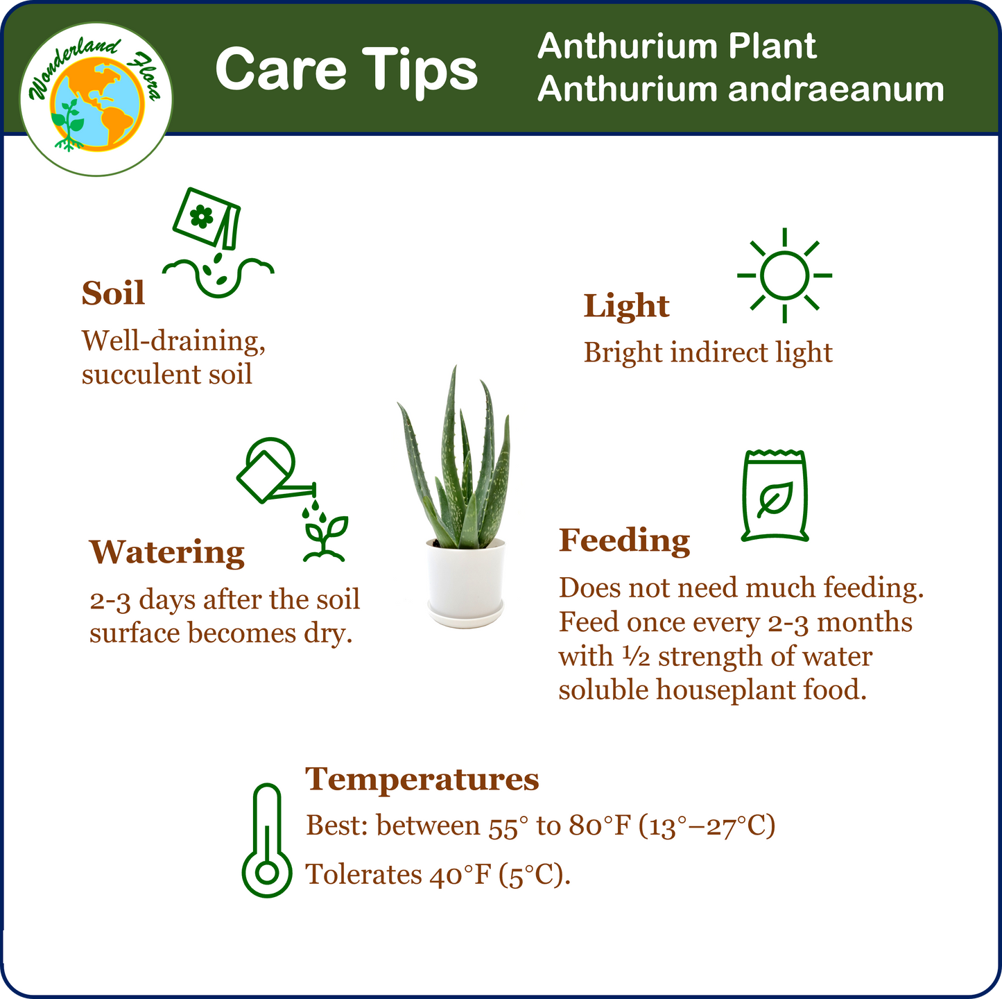 Aloe vera, Aloe barbadensis, Succulent, 4” Pot