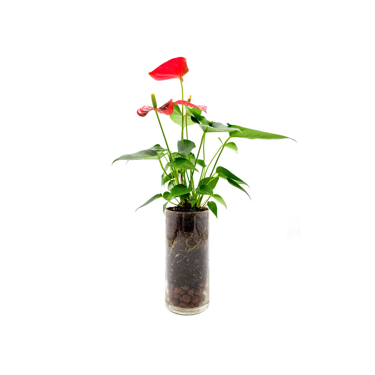 Anthurium Plant in a Glass Vase, Home and Office Décor, Gift for All Occasions
