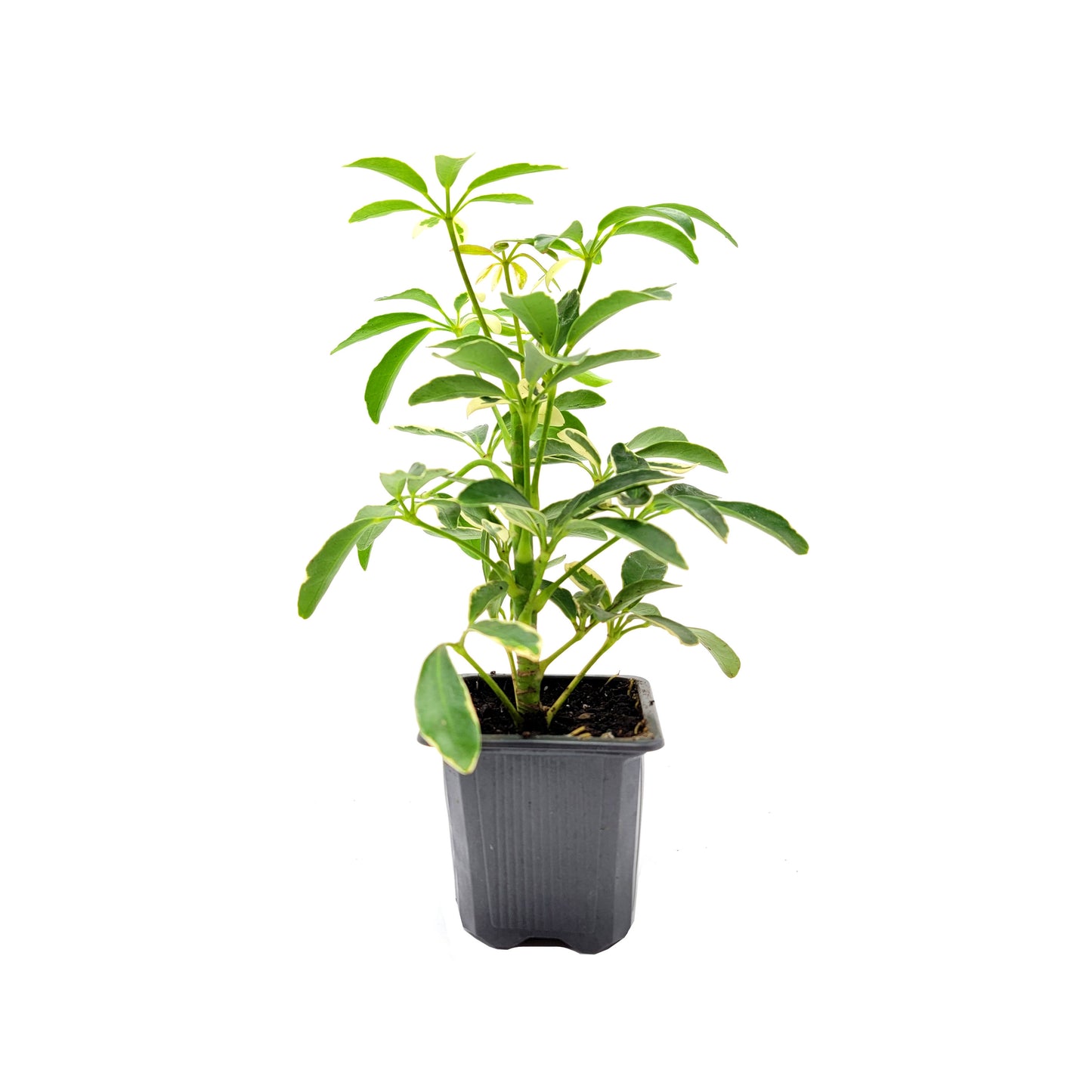 Two Variegated Indoor Trees, False Aralia and Arboricola Moondrop, 3” Pots
