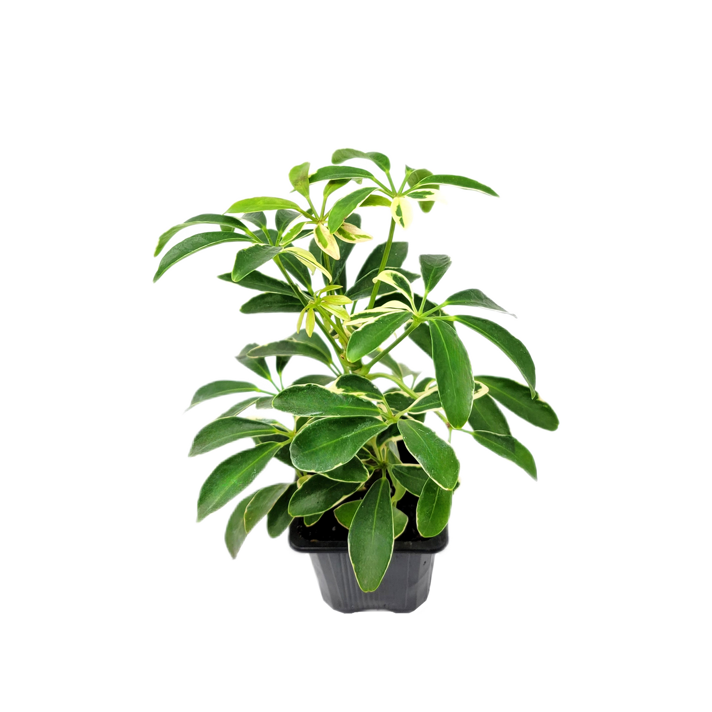 Two Variegated Indoor Trees, False Aralia and Arboricola Moondrop, 3” Pots