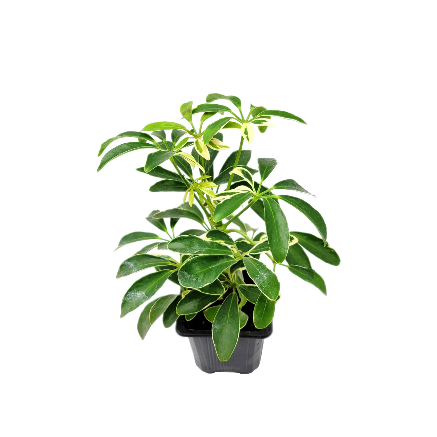 Schefflera arboricola 'Moondrop', Umbrella Tree, Air Purifier 3” Pot