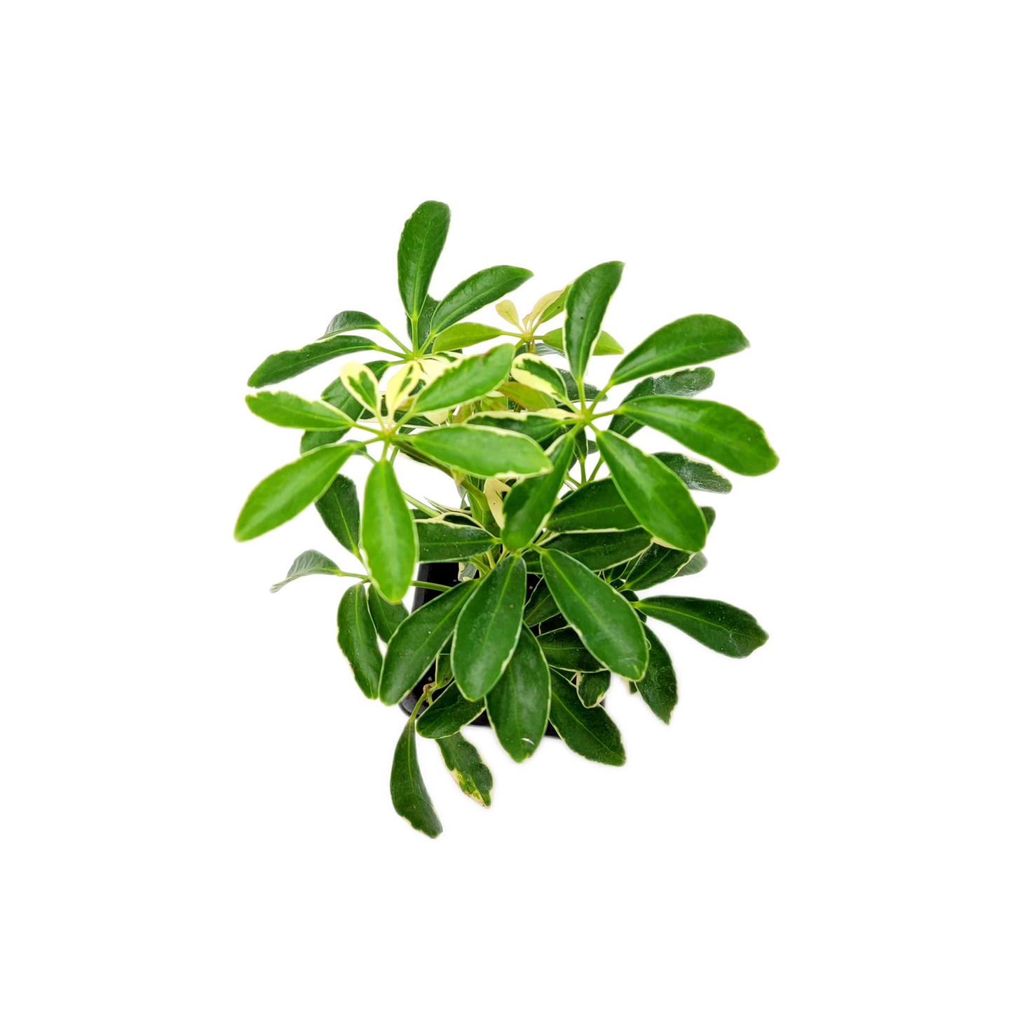 Schefflera arboricola 'Moondrop', Umbrella Tree, Air Purifier 3” Pot