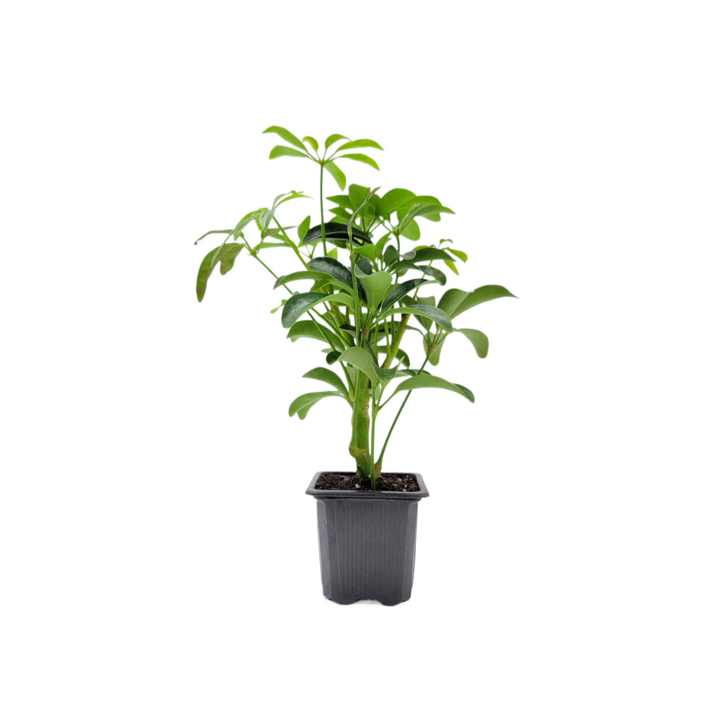 2 PK of Arboricola - Schefflera Arboricola Live Plant in 3-inch Pot, Easy Care Dwarf Umbrella Tree Houseplant (2 Count)