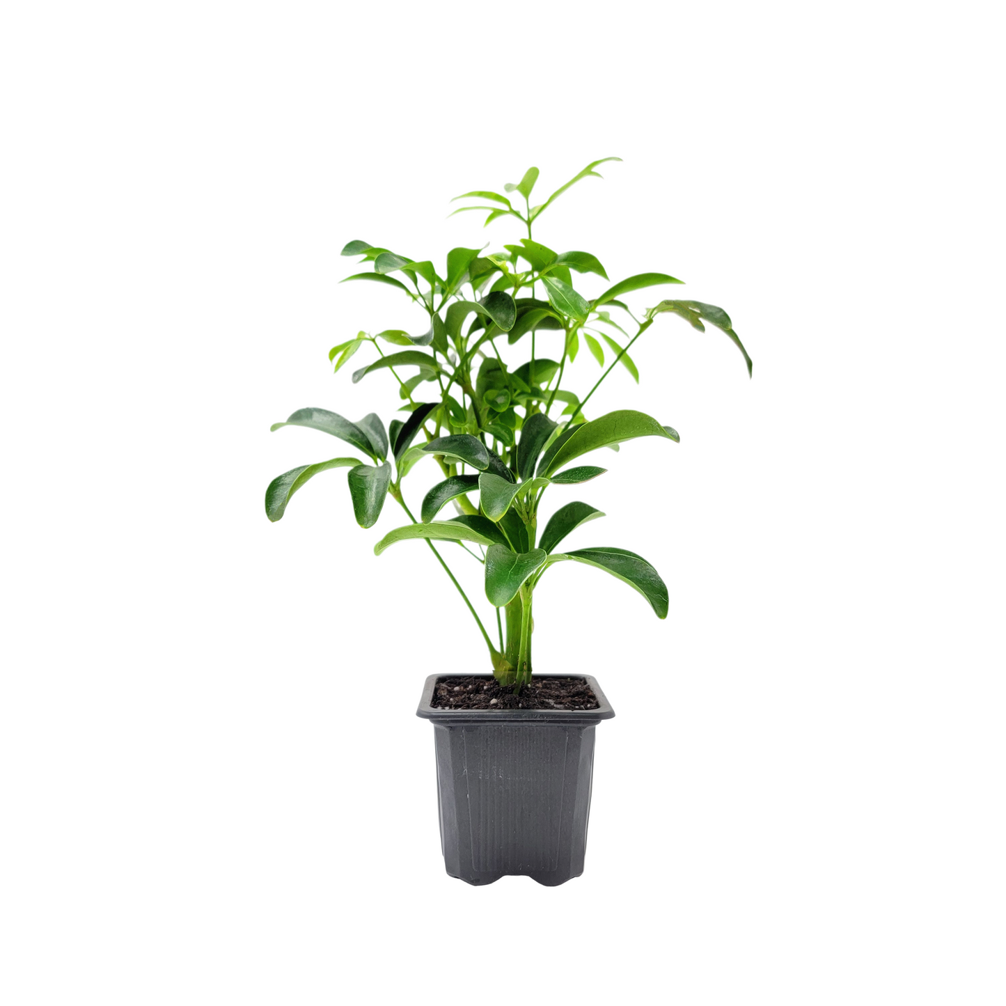2 PK of Arboricola - Schefflera Arboricola Live Plant in 3-inch Pot, Easy Care Dwarf Umbrella Tree Houseplant (2 Count)