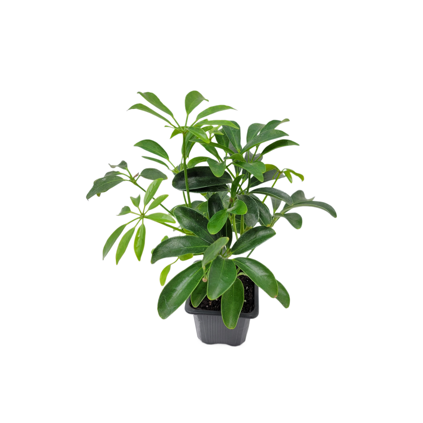 2 PK of Arboricola - Schefflera Arboricola Live Plant in 3-inch Pot, Easy Care Dwarf Umbrella Tree Houseplant (2 Count)