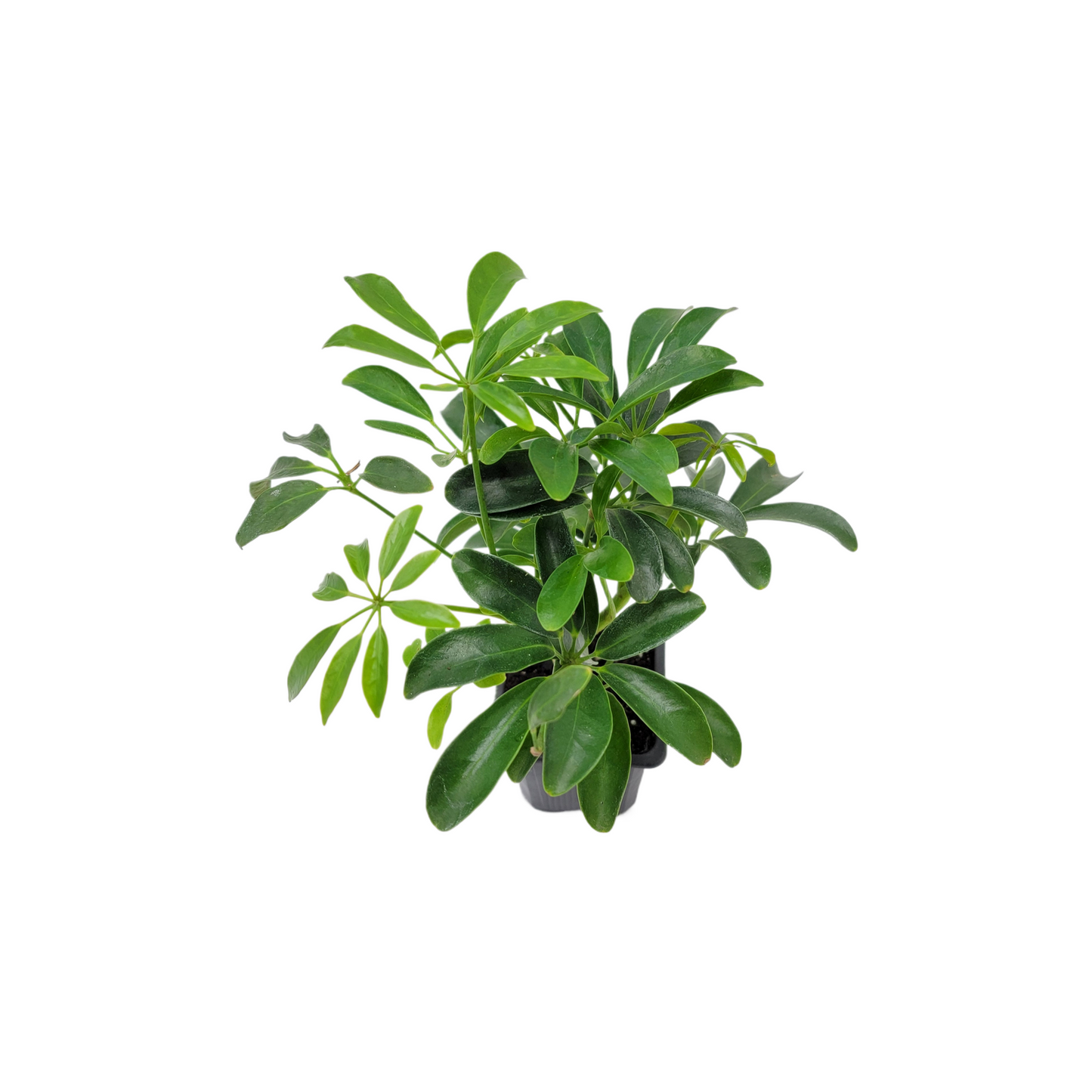 2 PK of Arboricola - Schefflera Arboricola Live Plant in 3-inch Pot, Easy Care Dwarf Umbrella Tree Houseplant (2 Count)