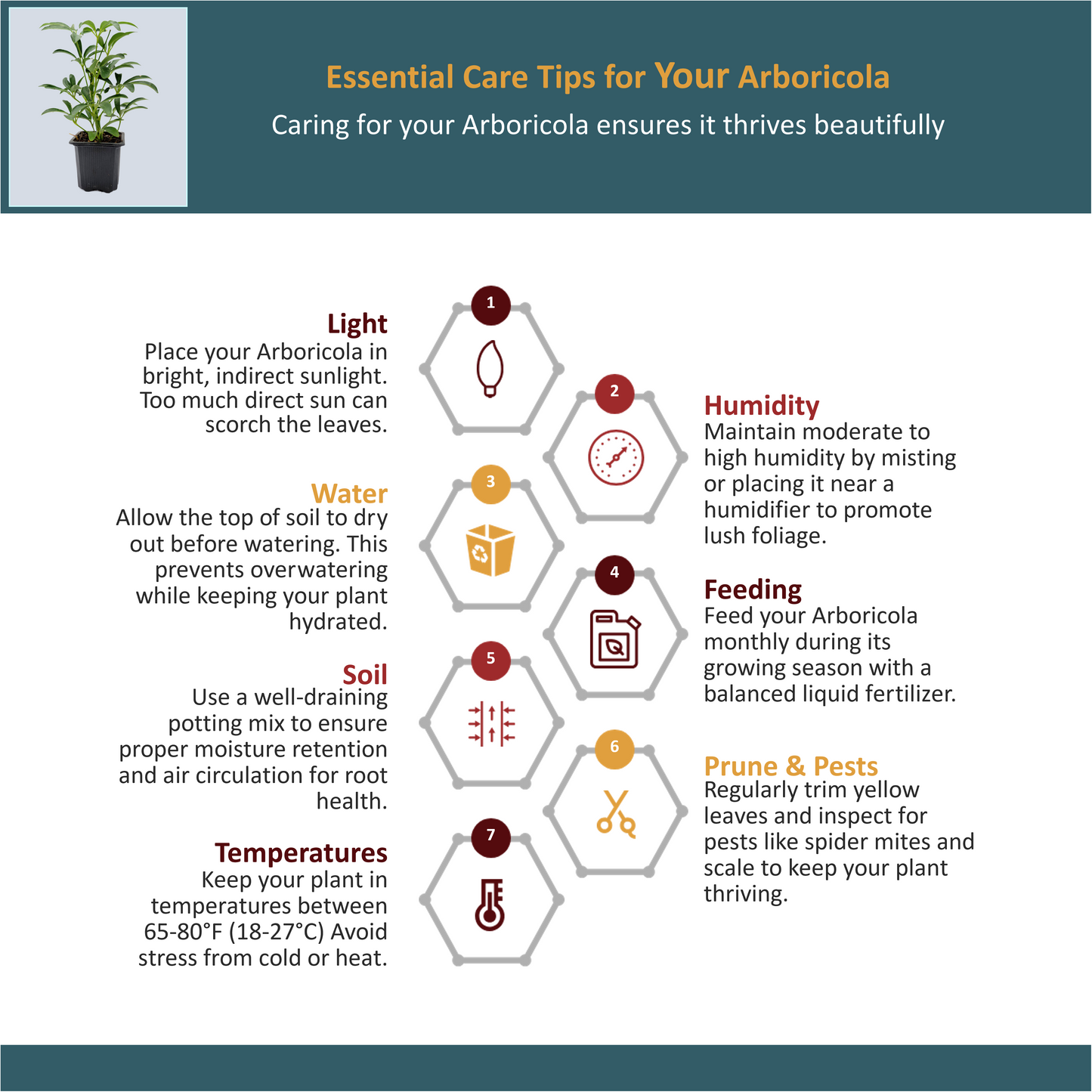 2 PK of Arboricola - Schefflera Arboricola Live Plant in 3-inch Pot, Easy Care Dwarf Umbrella Tree Houseplant (2 Count)