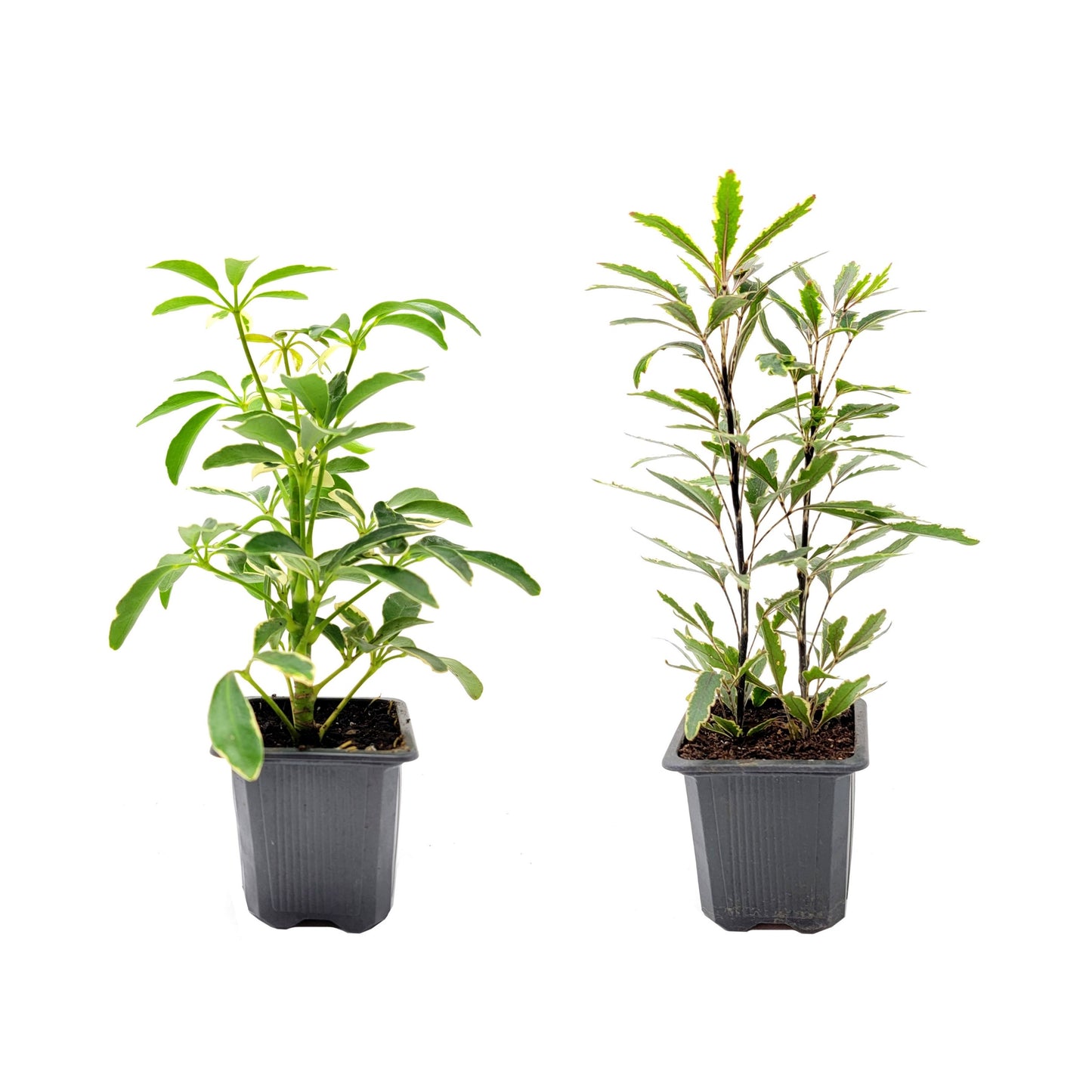 Two Variegated Indoor Trees, False Aralia and Arboricola Moondrop, 3” Pots
