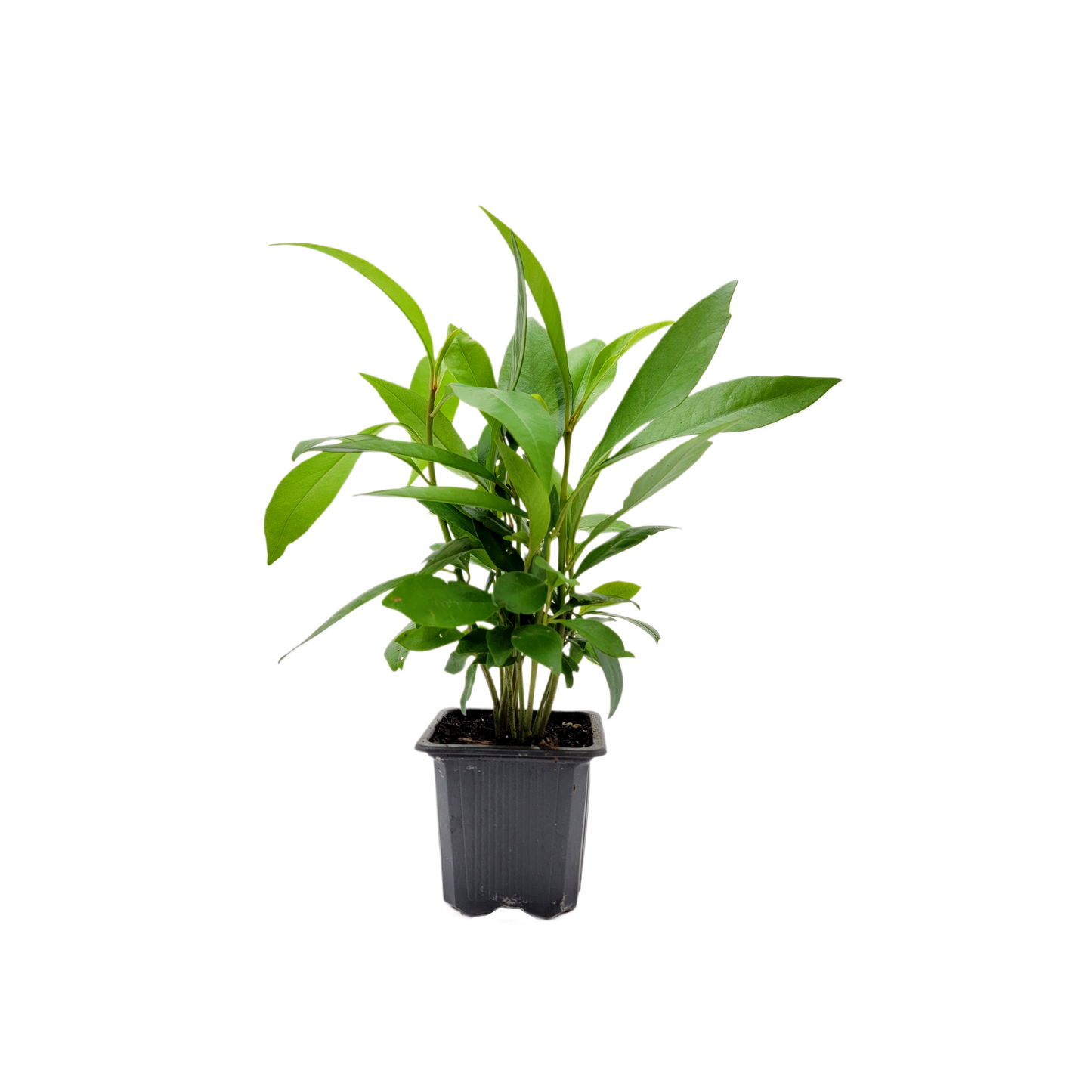 10-PK Ardisia elliptica - Shoebutton Ardisia Live Plant in 3-inch Pot, Easy Care Tropical Houseplant (10 Count)