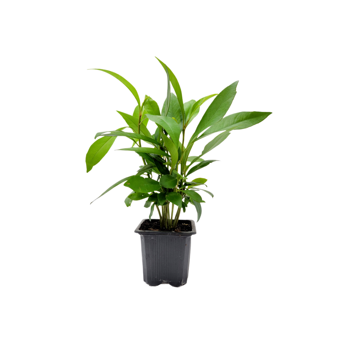 10-PK Ardisia elliptica - Shoebutton Ardisia Live Plant in 3-inch Pot, Easy Care Tropical Houseplant (10 Count)