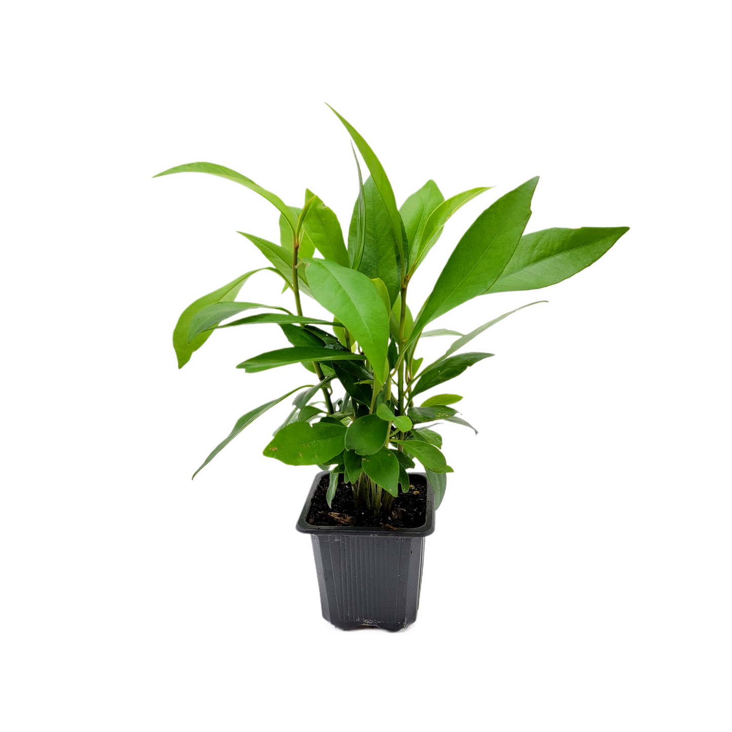 10-PK Ardisia elliptica - Shoebutton Ardisia Live Plant in 3-inch Pot, Easy Care Tropical Houseplant (10 Count)