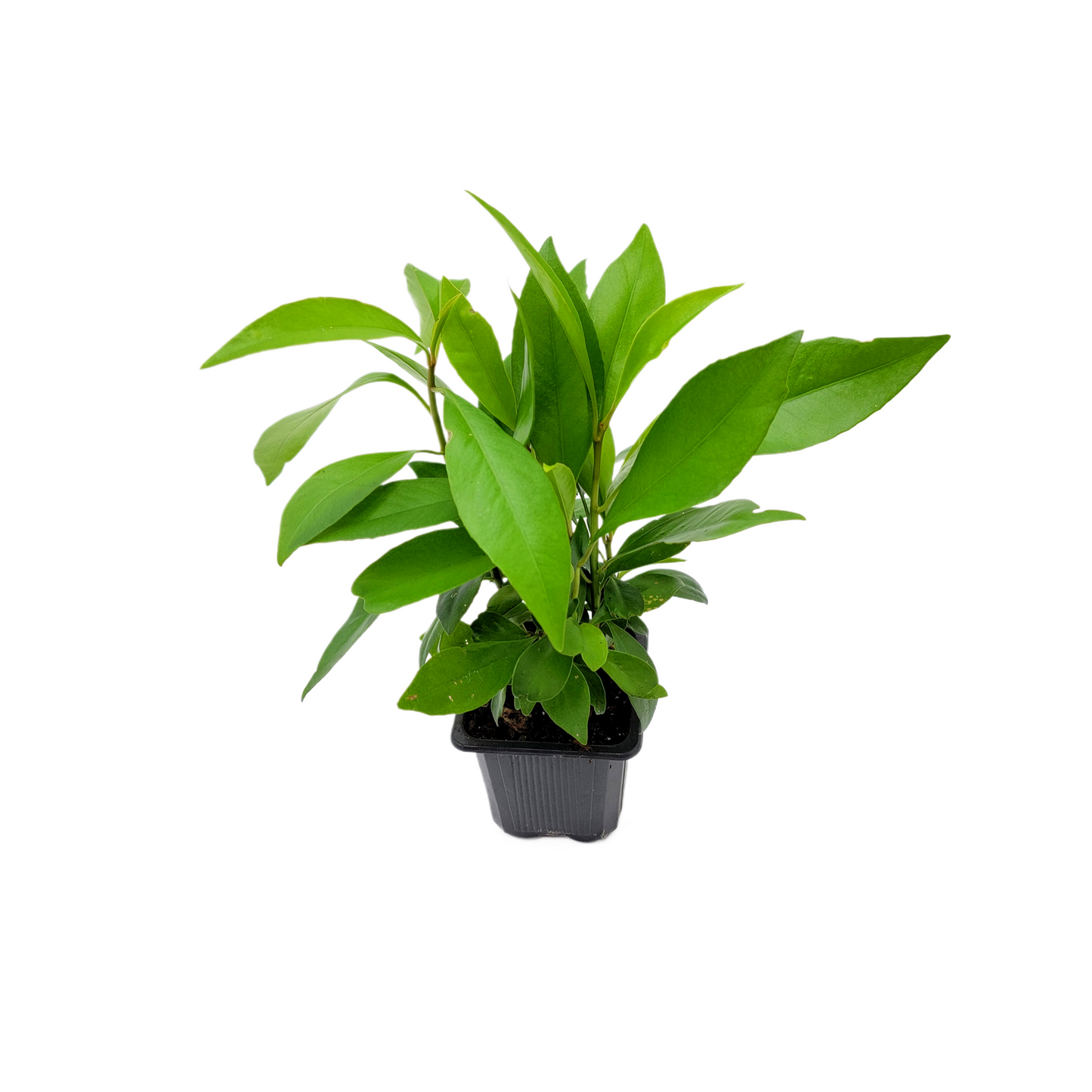 10-PK Ardisia elliptica - Shoebutton Ardisia Live Plant in 3-inch Pot, Easy Care Tropical Houseplant (10 Count)
