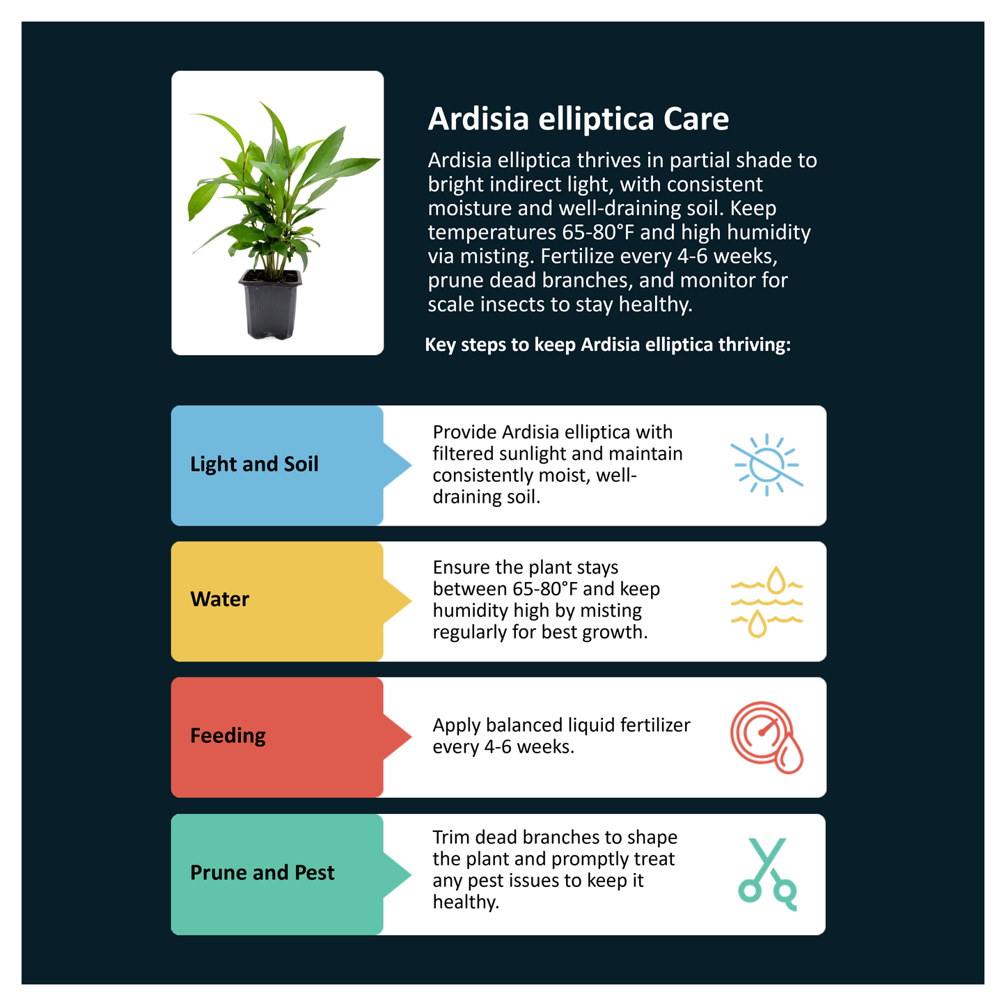 10-PK Ardisia elliptica - Shoebutton Ardisia Live Plant in 3-inch Pot, Easy Care Tropical Houseplant (10 Count)