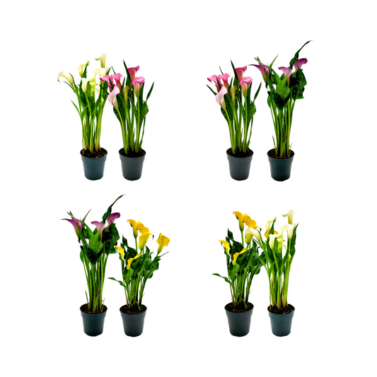 Twin-PK, Calla Lilies in 4.5-inch Pot, Indoor and Outdoor Flowering Live Plant, Home Decor, Garden Ornament, Long-lasting Flowers, Cutting Flowers, Bouquets, Flower Arrangements, Gifts
