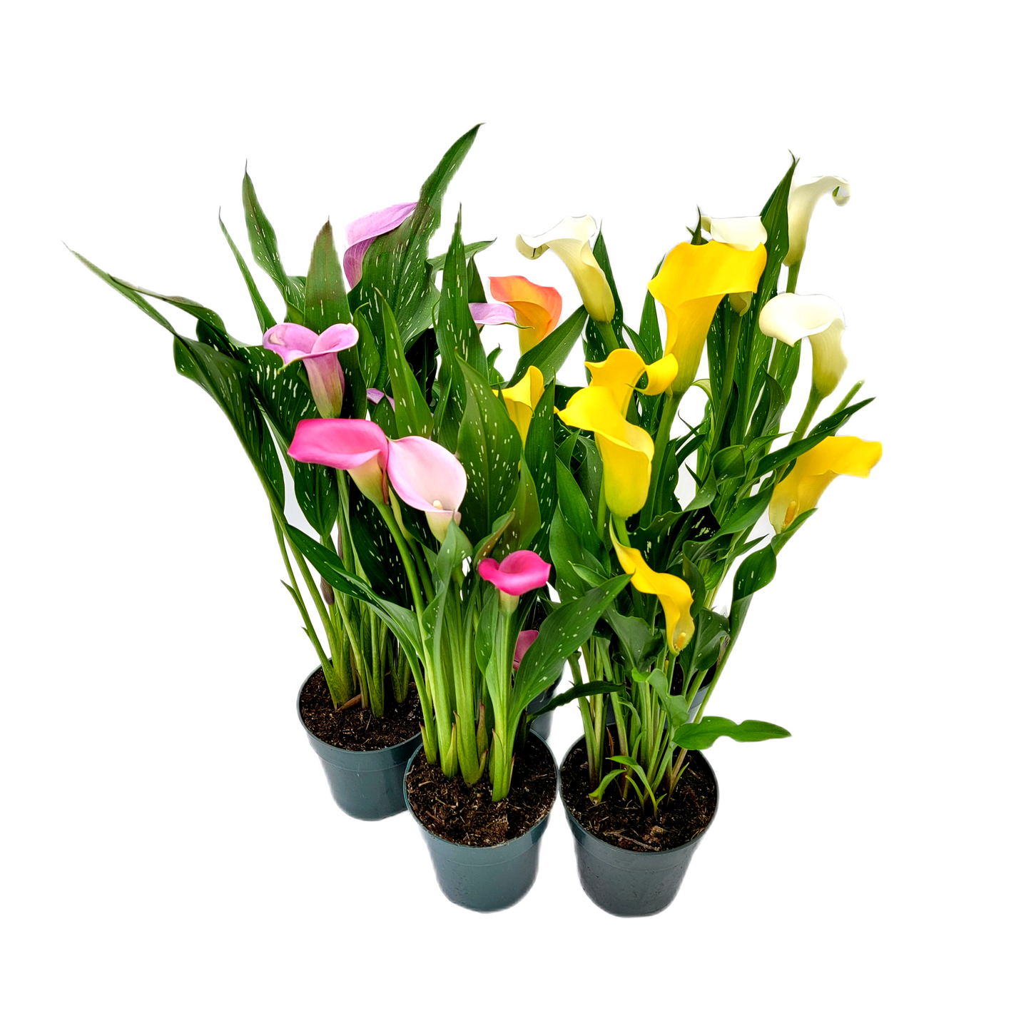 Twin-PK, Calla Lilies in 4.5-inch Pot, Indoor and Outdoor Flowering Live Plant, Home Decor, Garden Ornament, Long-lasting Flowers, Cutting Flowers, Bouquets, Flower Arrangements, Gifts