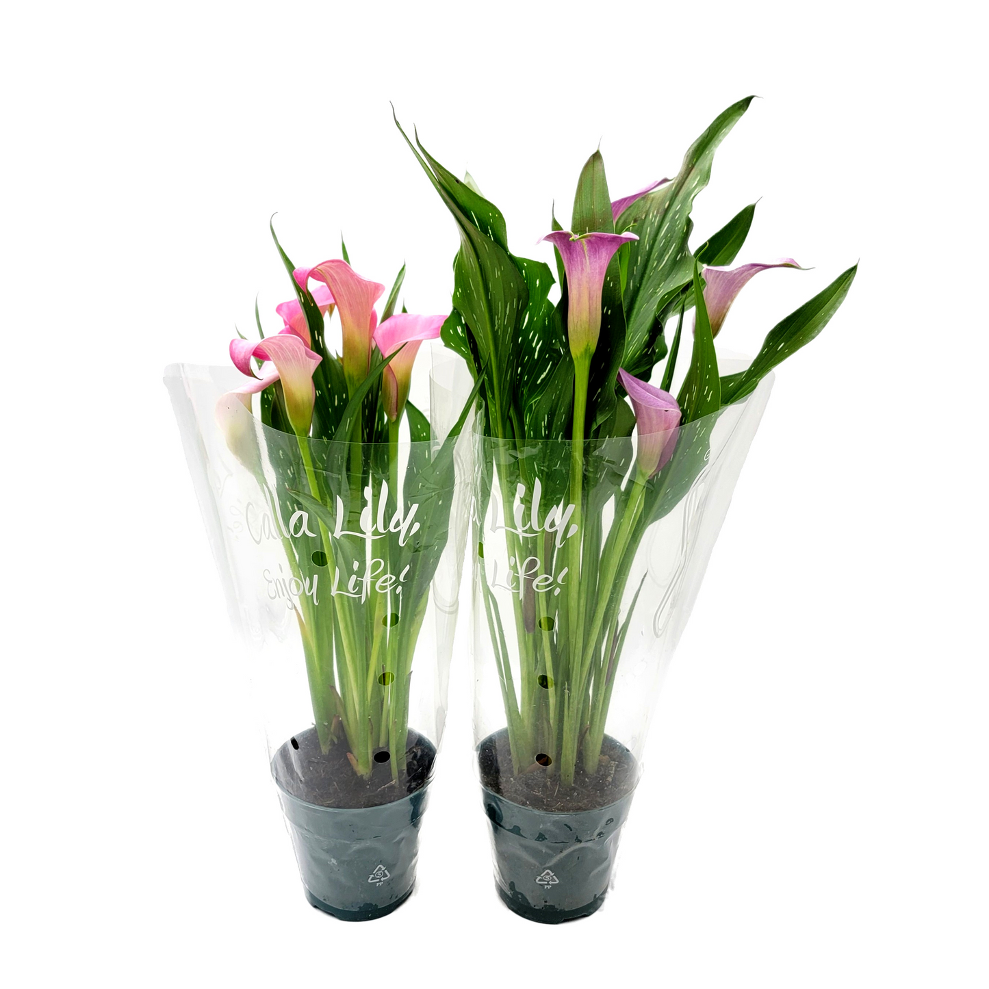 Twin-PK, Calla Lilies in 4.5-inch Pot, Indoor and Outdoor Flowering Live Plant, Home Decor, Garden Ornament, Long-lasting Flowers, Cutting Flowers, Bouquets, Flower Arrangements, Gifts