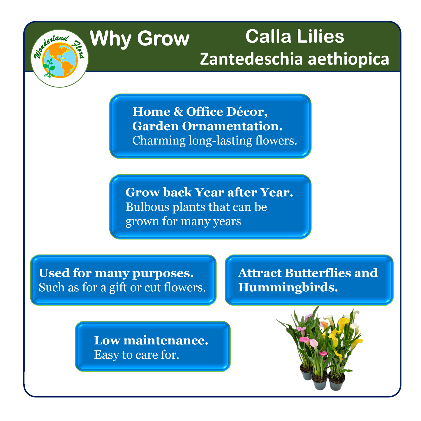 Twin-PK, Calla Lilies in 4.5-inch Pot, Indoor and Outdoor Flowering Live Plant, Home Decor, Garden Ornament, Long-lasting Flowers, Cutting Flowers, Bouquets, Flower Arrangements, Gifts