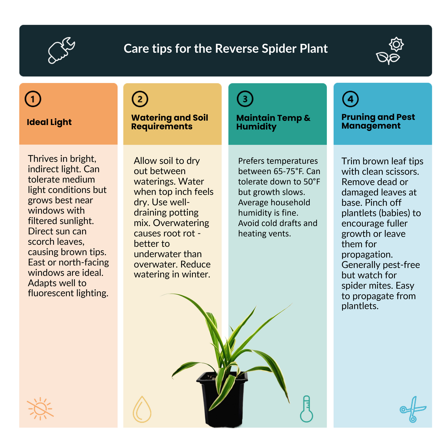Reverse Variegated Spider Plant – Chlorophytum comosum ‘Reverse’ in 3-inch Pot, Air Purifier, Easy Indoor Houseplant