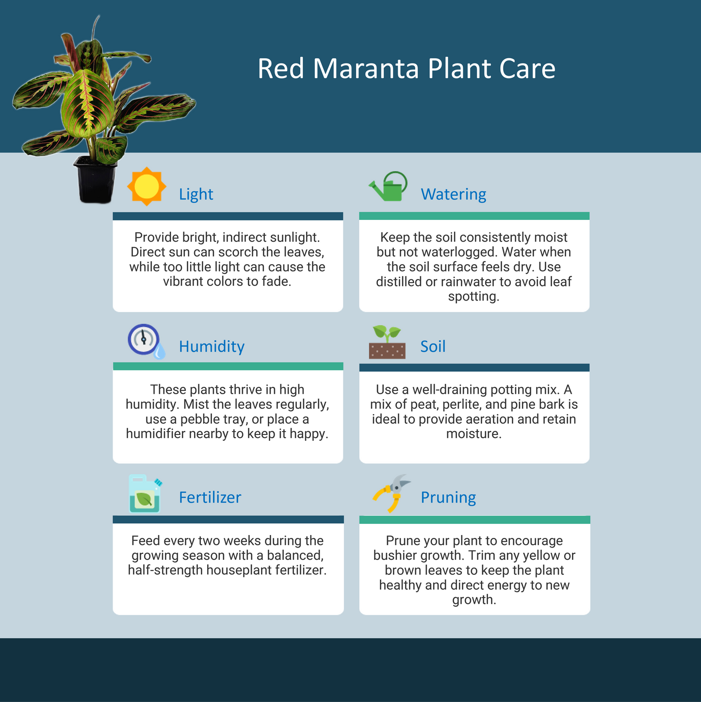 10-PK of Prayer Plant Red Maranta (10 Count) – Colorful Foliage Houseplant in 3-inch Pots for Indoor Plant Collection, Pet Safe