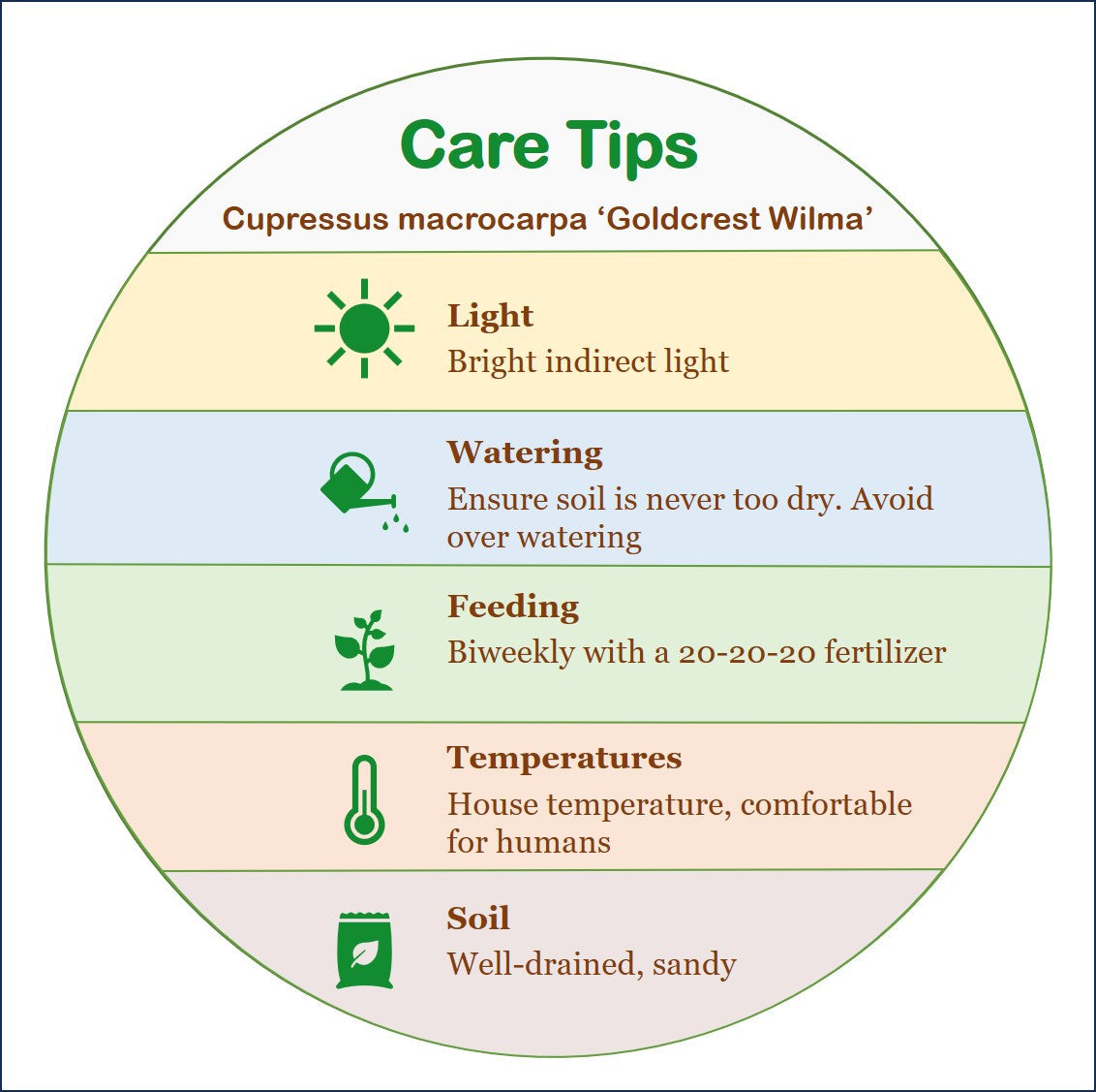 7-PK Live Dwarf Lemon Cypress, Cupressus macrocarpa ‘Goldcrest Wilma,’ Live Indoor Tree, Houseplant, Garden Plant, Fragrant Plant, 4.5-in Pot(s)