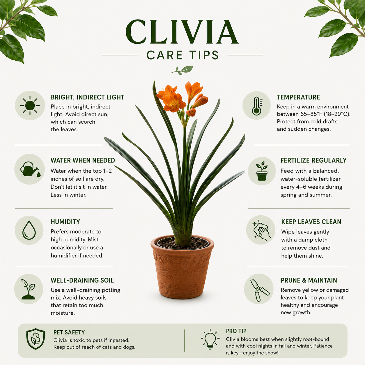 Clivia, Clivia miniate, Bush Lily, Natal Lily, Foliage Plants, Flowering Plants - 6" Pot, Flowering Seasonally