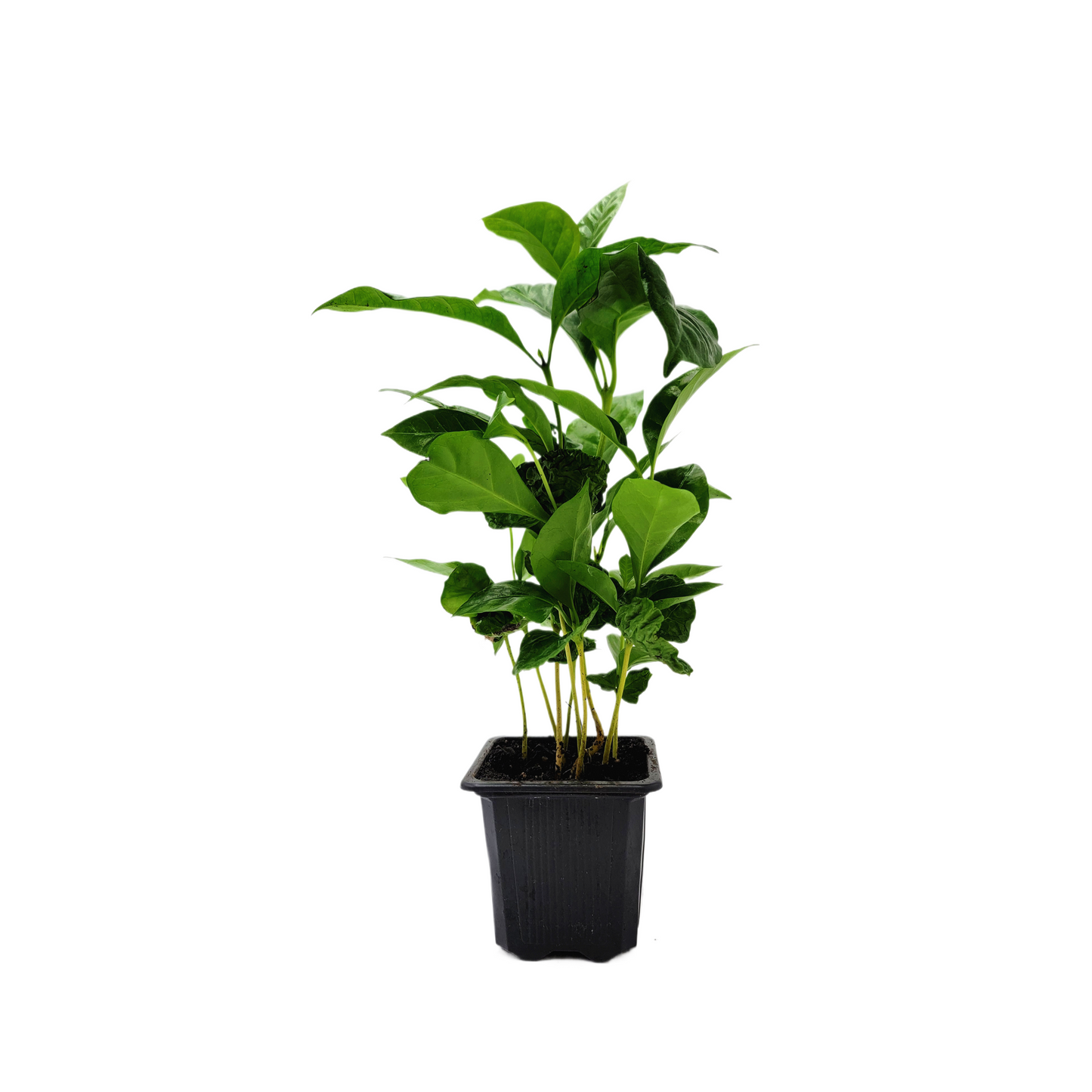 10-PK of Coffee Plant - Coffea Arabica Live Plant in 3-inch Pot, Grow Your Own Coffee Beans Indoor as a Houseplant (10 Count)