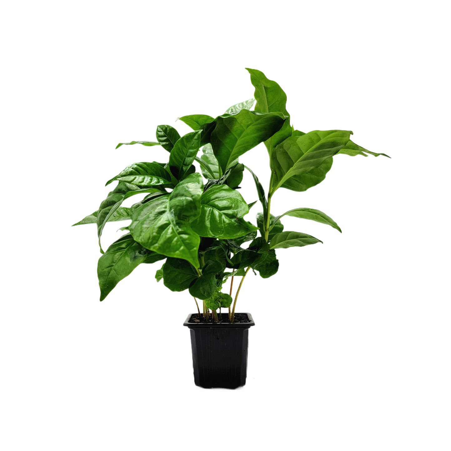 10-PK of Coffee Plant - Coffea Arabica Live Plant in 3-inch Pot, Grow Your Own Coffee Beans Indoor as a Houseplant (10 Count)