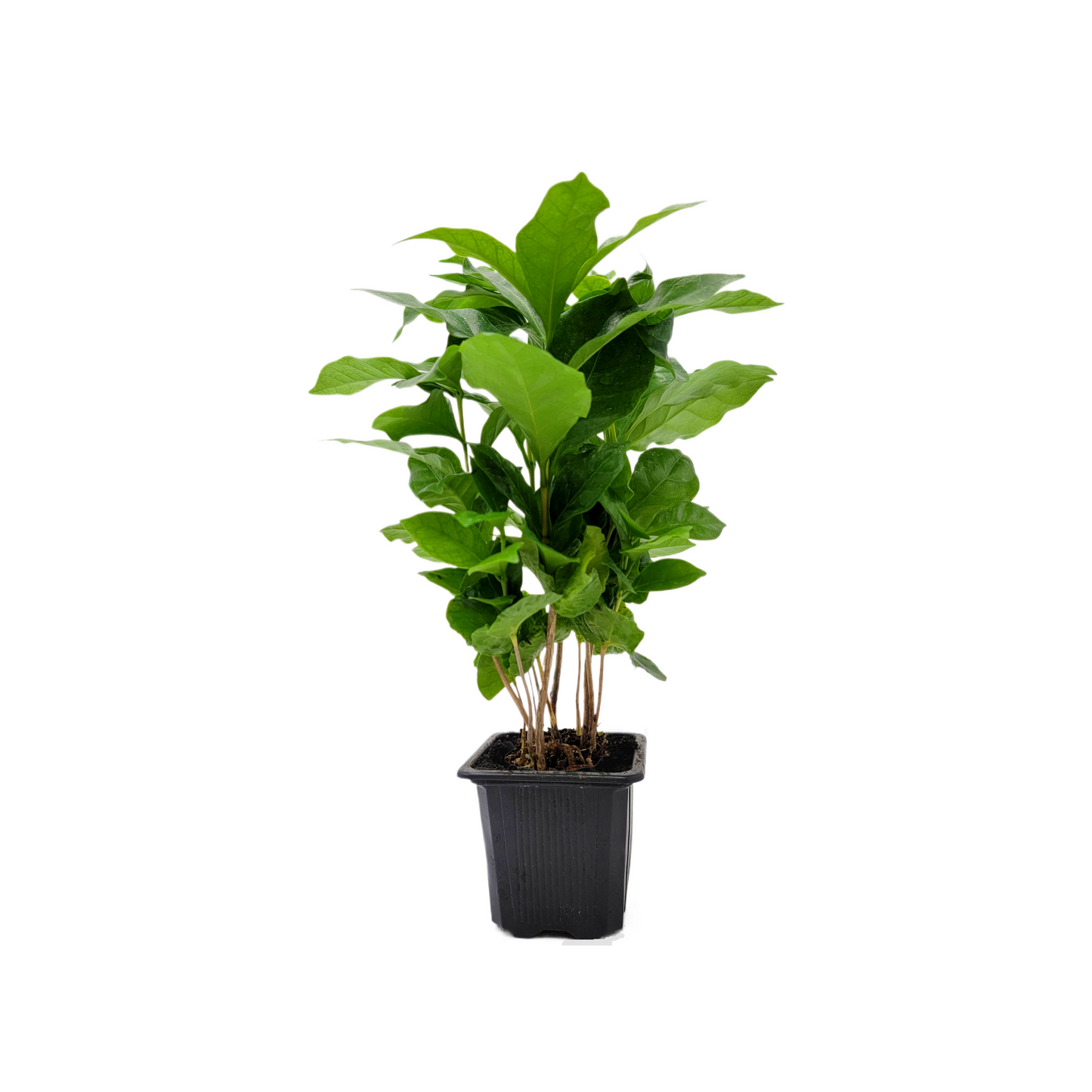 10-PK of Coffee Plant - Coffea Arabica Live Plant in 3-inch Pot, Grow Your Own Coffee Beans Indoor as a Houseplant (10 Count)